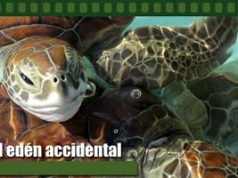 FUNGLODE presenta primera Muestra de Cine Medioambiental Dominicana sc-ambiental