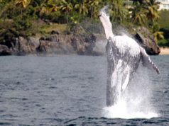 Turismo da a conocer Susurradora de Ballenas 2011 sc-ballenas