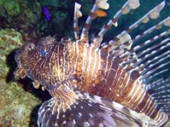 Destinos turísticos trabajan para controlar el pez León sc-pezleon