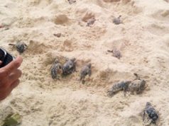 Nacen miles de tortugas en RD. sc-tortugas