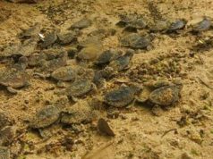 Bajo vigilancia del Ministerio de Medio Ambiente, nace más de un centenar de tortugas carey en Sosúa