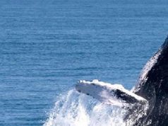 Ministerio de Turismo convoca a la V versión del Susurrador de Ballenas