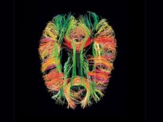 Conoce el proyecto del conectoma humano