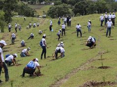 Banco Popular Dominicano junto a sus empleados siembran más de 6,000 pinos en San José de las Matas