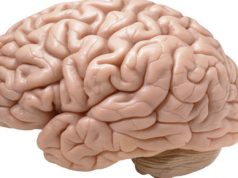 Mientras más arrugas en el cerebro, mejor