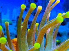 Escuelas de buceo de Sosúa, harán operativo de limpieza en fondo marino y playa.