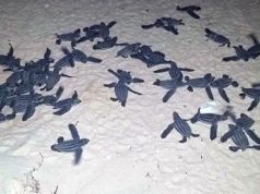 Hotel Meliá Caribe Tropical celebra nacimiento de tortugas tinglar