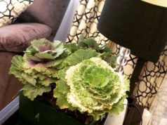 Garden Pot trae nuevas variedades de plantas ornamentales