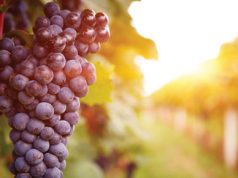 Viñedos: La enología al alcance de la mano