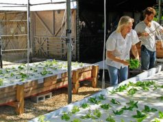 Fundación Ecológica Puntacana inicia programa de producción sostenible de vegetales y peces