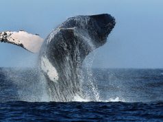 Una escapada a la recóndita bahía de Samaná