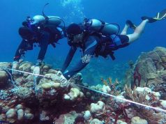 Hoteles de la AHRB apoyan el programa de restauración de Corales