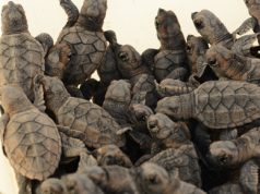 FUNDEMAR y Hotel Catalonia Gran Dominicus liberan 107 tortuguitas del nido de carey