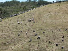 Empleados del Popular siembran 6,200 árboles