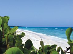 Los mapaches de Catalina