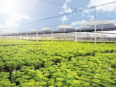 Costa Farms Dominicana: Un oasis para paisajistas