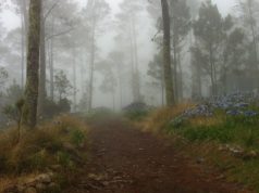 El turoperador RISA Travel de Florida, Estados Unidos, se unió a Palladium Hotels & Resorts para presentar una serie de conciertos con el artista cubano Jacob Forever, a fin de incrementar la promoción de República Dominicana como destino turístico en el mercado latino de los Estados Unidos. Ejecutivos de la empresa turoperadora, especializada en la venta de paquetes de vacaciones a República Dominicana y Europa, atribuyeron la elección de Palladium Hotels & Resorts a su “honestidad y excelencia en la atención a nuestros clientes comunes”. Por su parte, Palladium Hotels & Resorts, la cadena de resorts de lujo con propiedades en primera línea de playa, siempre comprometidos en brindar la mejor atención a sus huéspedes, abrió sus puertas para recibir a familias, parejas y grupo de amigos que buscaban el lugar ideal para disfrutar de una experiencia placentera y a la vez disfrutar del mejor entretenimiento. RISA Travel y Palladium Hotels & Resorts pusieron en primer lugar a las familias al concebir los conciertos en Punta Cana como eventos íntimos donde el artista pudiera interactuar con su público. En tal sentido, el artista cubano excedió todas las expectativas y rompió con todos los antecedentes de conciertos similares del genero reggaeton. Jacob Forever hizo gala de un carisma especial durante sus 12 presentaciones. Convirtiendo cada concierto en una experiencia única para niños y jóvenes Quinceañeras… hasta pedida de matrimonio hubo en el escenario. Y, por si fuera poco, Jacob con la sencillez que le caracteriza se fotografió y compartió con los asistentes tras cada concierto. El ciclo de conciertos de Jacob Forever, intérprete de “Hasta que se seque el malecón” contó con la intervención del conocido humorista cubano Bonco Quiñongo, quienes concluyen su participación este fin de semana. En esta ocasión el cantante recibió las palabras de agradecimiento del Vice Ministro de Turismo Fausto Fernández, al hacerle entrega del reconocimiento otorgado junto con RISA Travel y Palladium Hotels & Resorts. Jacob Forever tiene más de 15 años de carrera artista. Fue integrante de la agrupación Gente De Zona por 9 años. Pero su mayor reconocimiento internacional lo está alcanzado como solista. Jacob Forever se convirtió en el primer artista cubano en firmar con Sony Music Latin. Su éxito lo hizo merecedor del premio de Disco Platino en Estados Unidos al alcanzar más de 1 millón de ejemplares vendidos, y el Triple Disco de Platino por las ventas digitales y streams por su versión en colaboración con el también reguetonero, Farruko; también logró permanecer en la lista de éxitos Billboard por más de 15 semanas. Además, recibió el reconocimiento de la Sociedad Americana de Compositores, Autores y Editores (ASCAP) y el tan deseado botón de YouTube por haber sobrepasado los 100 mil suscritos en su canal. La inclusión de los conciertos en el 2016 y 2017 en los paquetes de RISA Travel y Palladium Hotels & Resorts en la promoción de República Dominicana como destino turístico en el mercado latino de los Estados Unidos, generó un crecimiento muy significativo en la emisión de turistas del sur de la Florida a República Dominicana. “Los 24 vuelos chárter exclusivos entre Junio y Agosto tuvieron una ocupación total”, resaltaron ejecutivos de RISA Travel. En el 2016 y 2017 RISA Travel organizó su operación de verano en Punta Cana preparando paquetes vacacionales de siete días, abarcando hotel todo incluido, traslados y la asistencia al concierto del conocido artista Jacob Forever.