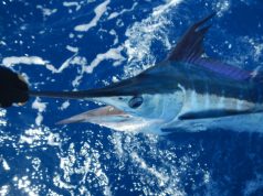 Reconocen Cap Cana como destino comprometido con la preservación del Marlín Azul, Blanco y Pez Vela