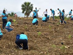 Empleados del banco Popular siembran más de 800 caobas en el Botánico de Santiago