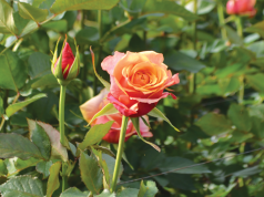 La floricultura, un tema de negocios y turismo