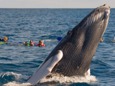 Inicia la acción On-line «El Susurrador de Ballenas 2019»