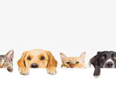 Tenencia y rescate de mascotas, un compromiso pendiente