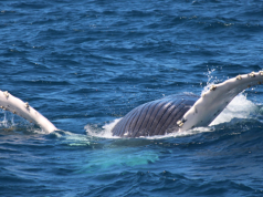 Alemana de 26 años es la nueva “Susurradora de Ballenas 2019”