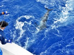 Marina Cap Cana elegida No. 1 del Atlántico y entre las principales del mundo para pesca deportiva