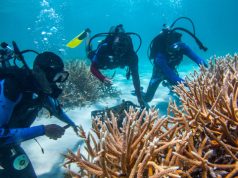 Seleccionan proyecto de restauración de corales de Fundación Grupo Puntacana para financiamiento por el Fondo de Biodiversidad del Caribe