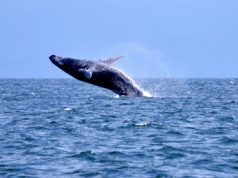 “Susurrador de Ballenas 2020” “Susurrador de Ballenas 2020”