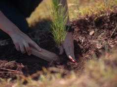 Empleados de Banco Popular siembran 22,400 árboles en Plan Sierra Empleados de Banco Popular siembran 22,400 árboles en Plan Sierra
