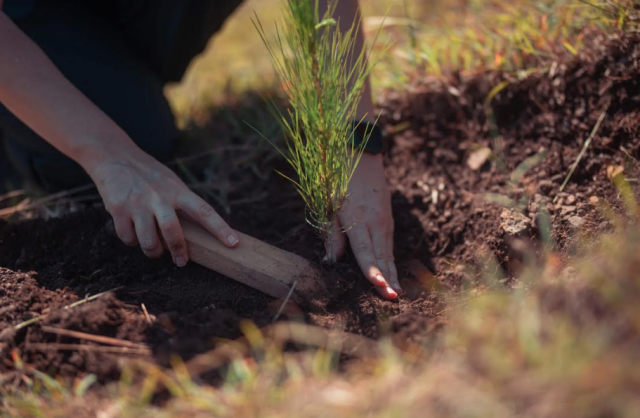 Empleados de Banco Popular siembran 22,400 árboles en Plan Sierra