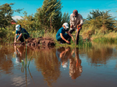 Empleados de Grupo Popular siembran 600 mangles en el Botánico de Santiago Empleados de Grupo Popular siembran 600 mangles en el Botánico de Santiago