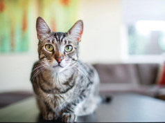 Purina ONE® presenta en RD nueva línea de nutrición con propósito para gatos Purina ONE® presenta en RD nueva línea de nutrición con propósito para gatos