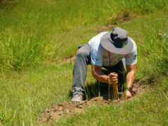Popular refuerza compromiso ambiental con la segunda jornada de reforestación de 2024