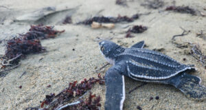 Tortugas marinas: Un triunfo silencioso en las costas dominicanas