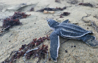 Tortugas marinas: Un triunfo silencioso en las costas dominicanas