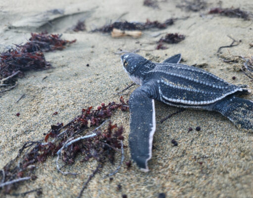 Tortugas marinas: Un triunfo silencioso en las costas dominicanas