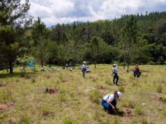 Voluntariado Popular del Banco Popular reforesta junto a periodistas y comunicadores de la Zona Norte