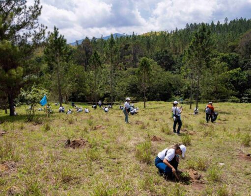 Voluntariado Popular del Banco Popular reforesta junto a periodistas y comunicadores de la Zona Norte